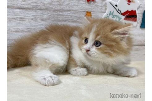 成約済の山梨県のスコティッシュフォールド-41037の4枚目